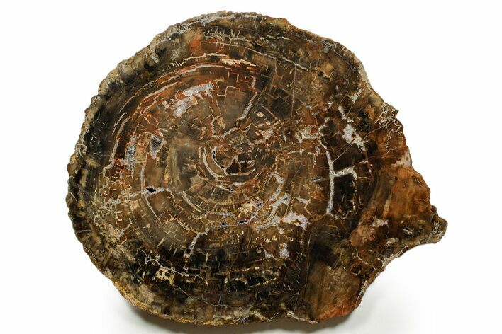 Polished Petrified Wood (Araucaria) Round - Madagascar #376820